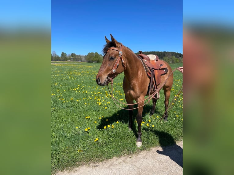 Appaloosa Stute 3 Jahre 156 cm Falbe in Pleystein