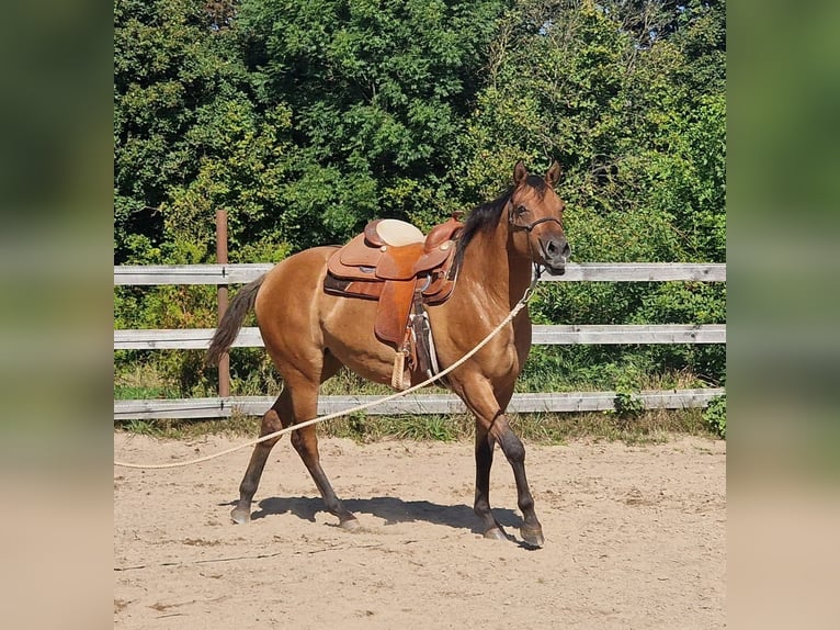 Appaloosa Stute 3 Jahre 156 cm Falbe in Pleystein