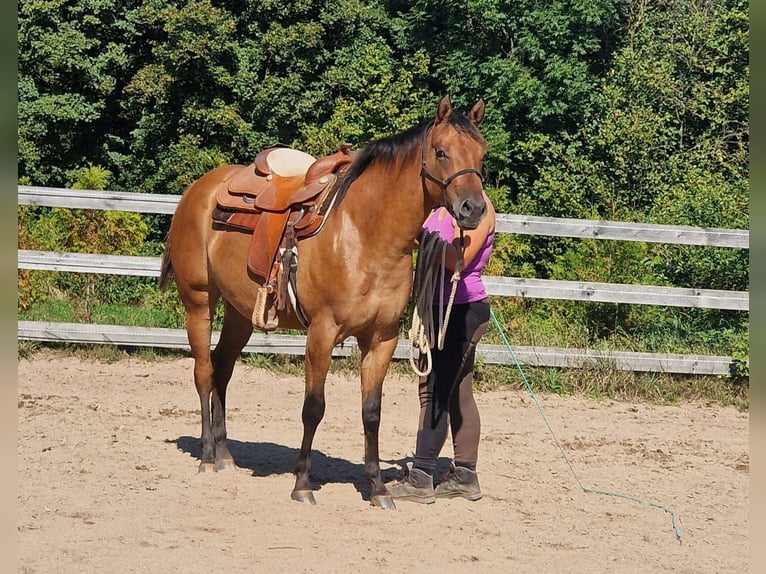 Appaloosa Stute 3 Jahre 156 cm Falbe in Pleystein