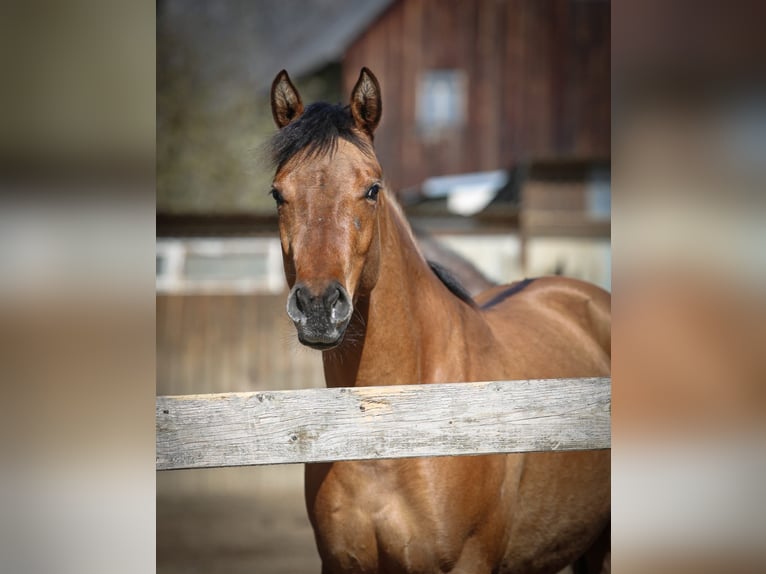 Appaloosa Stute 3 Jahre 156 cm Falbe in Pleystein