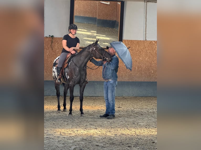 Appaloosa Stute 3 Jahre 156 cm Rappe in Stadthagen