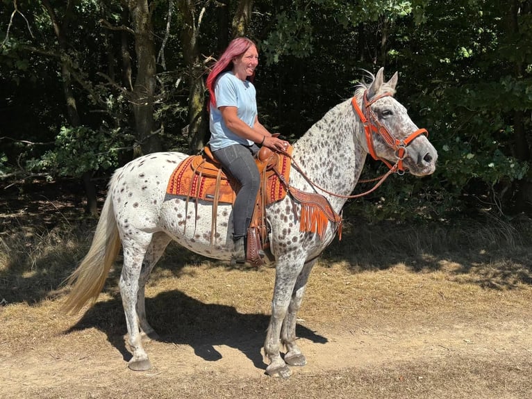 Appaloosa Mix Stute 3 Jahre 156 cm Tigerschecke in Linkenbach