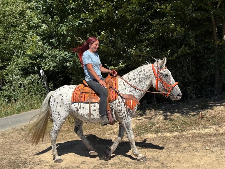 Appaloosa Mix Stute 3 Jahre 156 cm Tigerschecke in Linkenbach