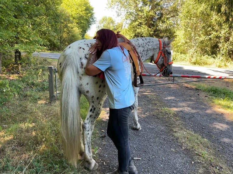 Appaloosa Mix Stute 3 Jahre 156 cm Tigerschecke in Linkenbach