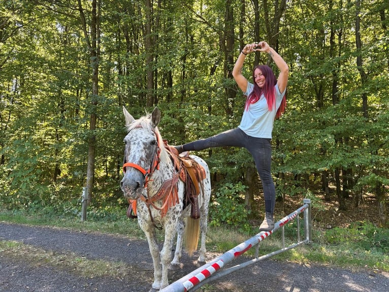Appaloosa Mix Stute 3 Jahre 156 cm Tigerschecke in Linkenbach