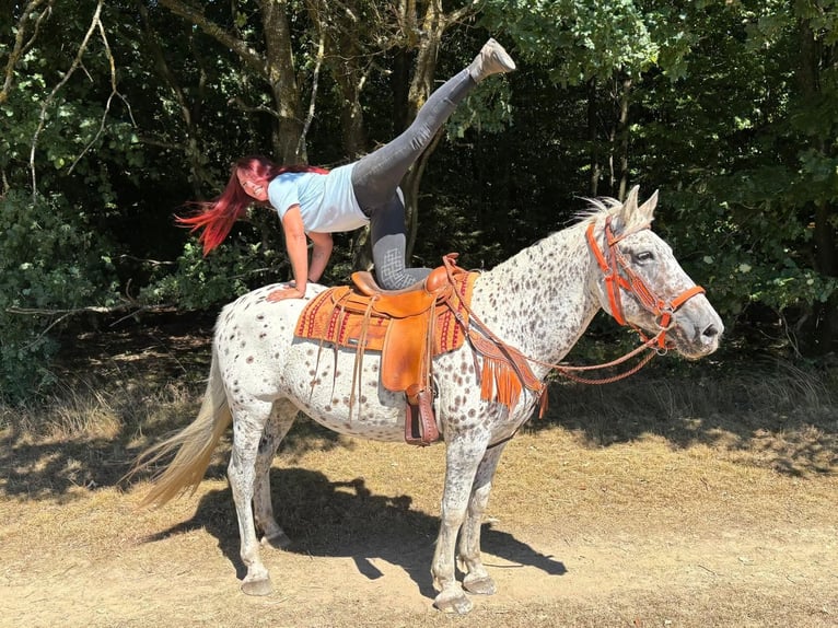 Appaloosa Mix Stute 3 Jahre 156 cm Tigerschecke in Linkenbach