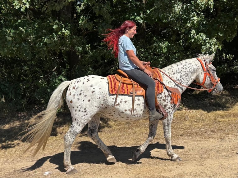 Appaloosa Mix Stute 3 Jahre 156 cm Tigerschecke in Linkenbach