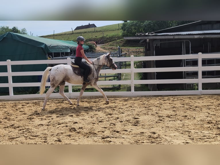 Appaloosa Stute 3 Jahre 158 cm Tigerschecke in Morsbach