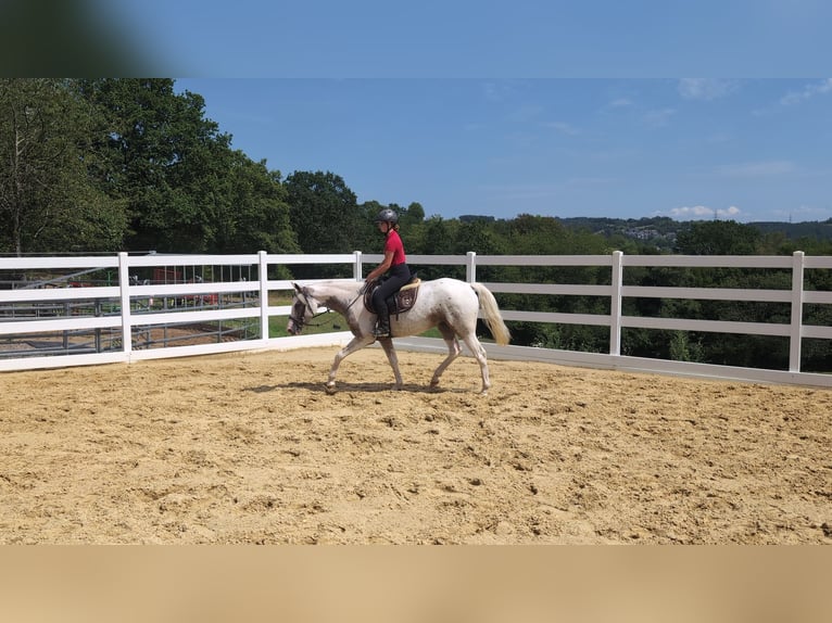 Appaloosa Stute 3 Jahre 158 cm Tigerschecke in Morsbach