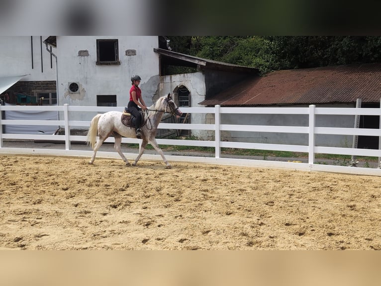 Appaloosa Stute 3 Jahre 158 cm Tigerschecke in Morsbach