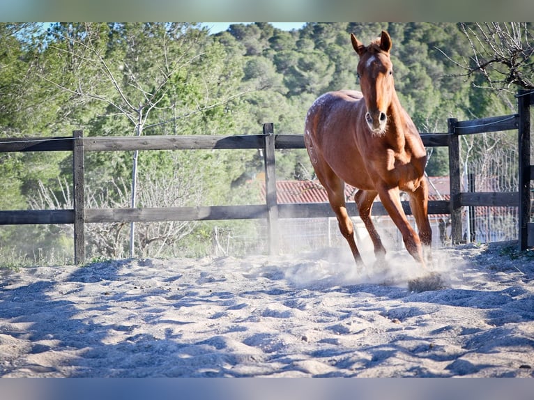 Appaloosa Mix Stute 3 Jahre 160 cm Fuchs in Alcoi/Alcoy