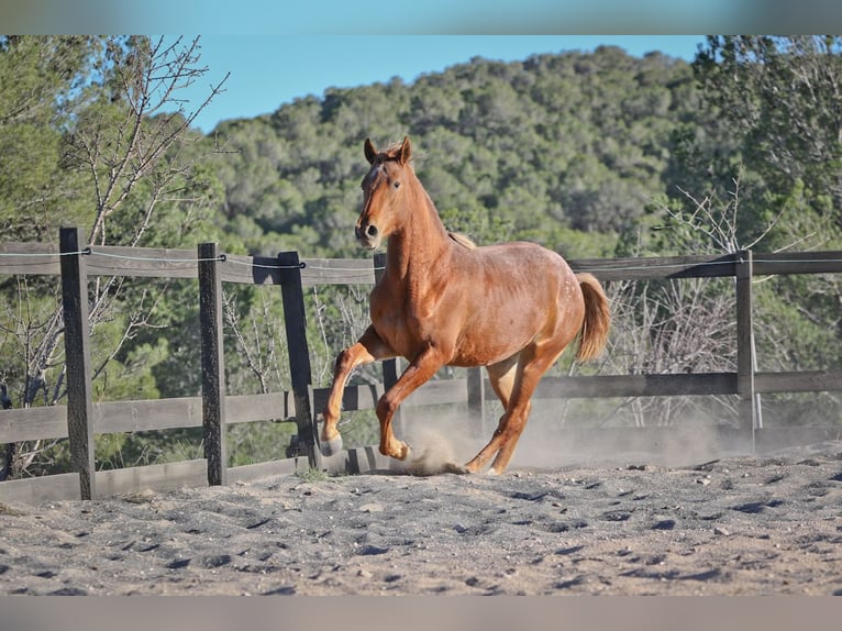 Appaloosa Mix Stute 3 Jahre 160 cm Fuchs in Alcoi/Alcoy