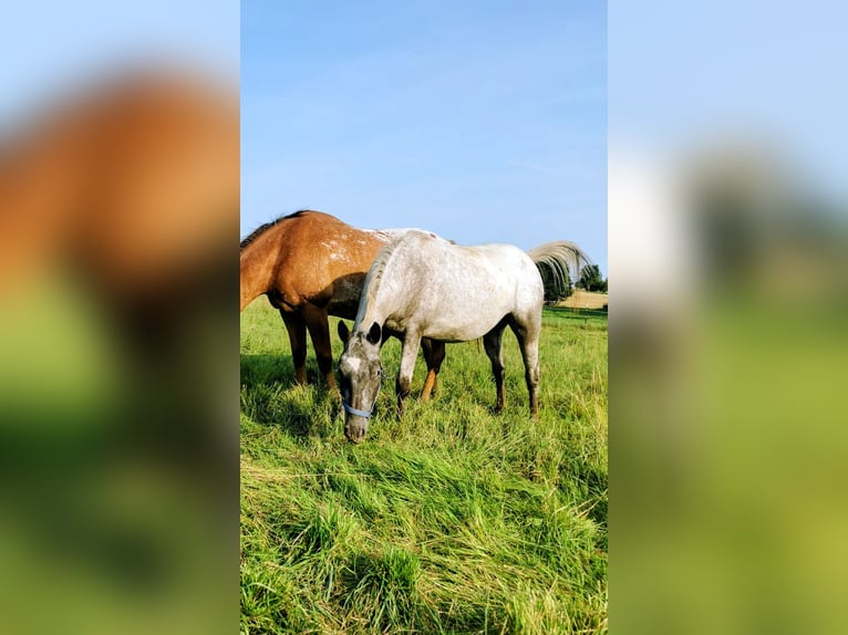 Appaloosa Mix Stute 3 Jahre 160 cm Roan-Blue in Neuenmarkt