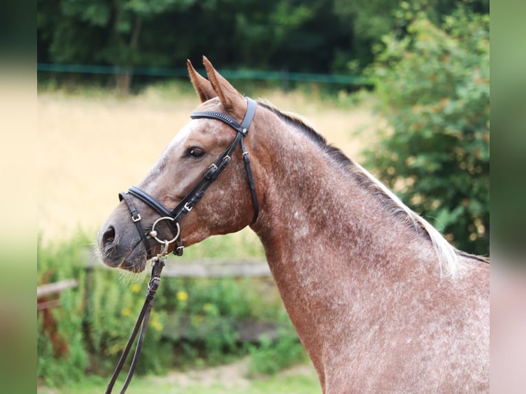 Appaloosa Stute 3 Jahre 162 cm Red Dun in uelsen
