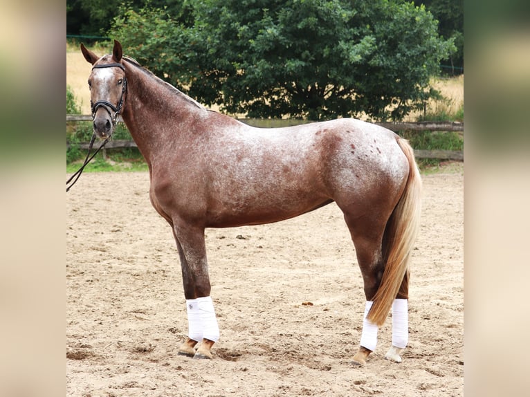 Appaloosa Stute 3 Jahre 162 cm Red Dun in uelsen