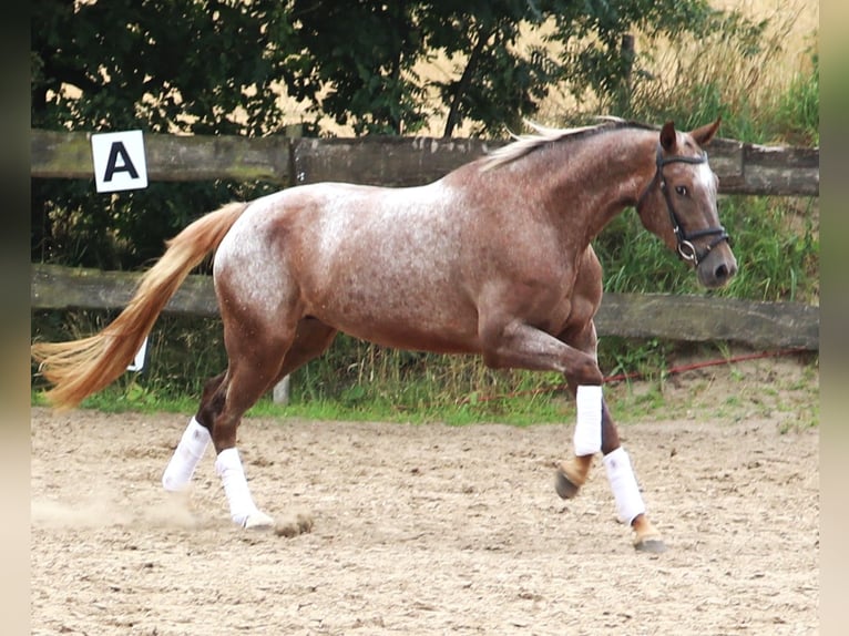 Appaloosa Stute 3 Jahre 162 cm Red Dun in uelsen