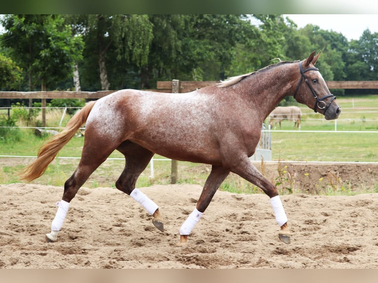 Appaloosa Stute 3 Jahre 162 cm Red Dun in uelsen