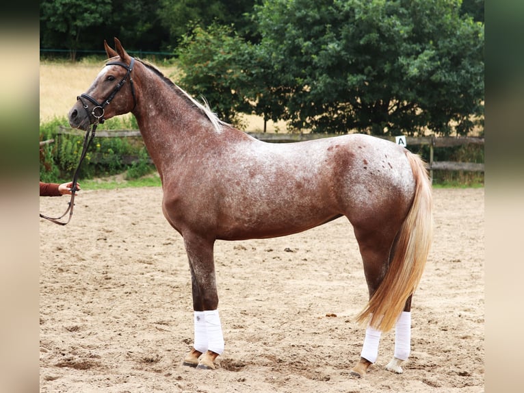 Appaloosa Stute 3 Jahre 162 cm Red Dun in uelsen