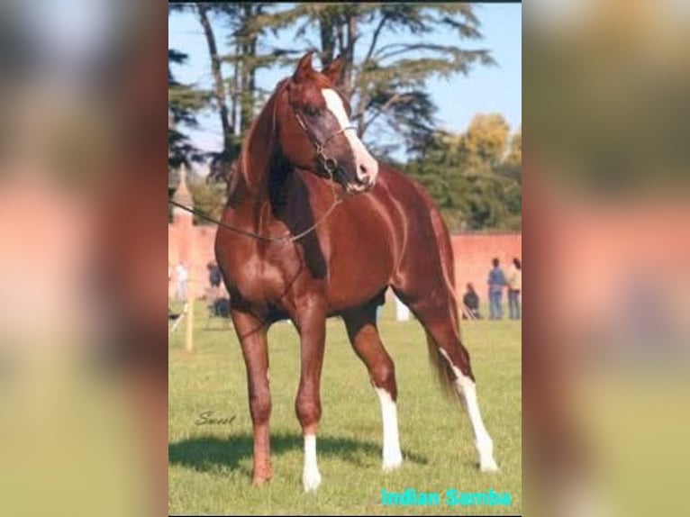 Appaloosa Mix Stute 3 Jahre 163 cm Grullo in Ruinen