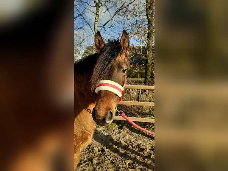 Appaloosa Mix Stute 3 Jahre 163 cm Grullo in Ruinen