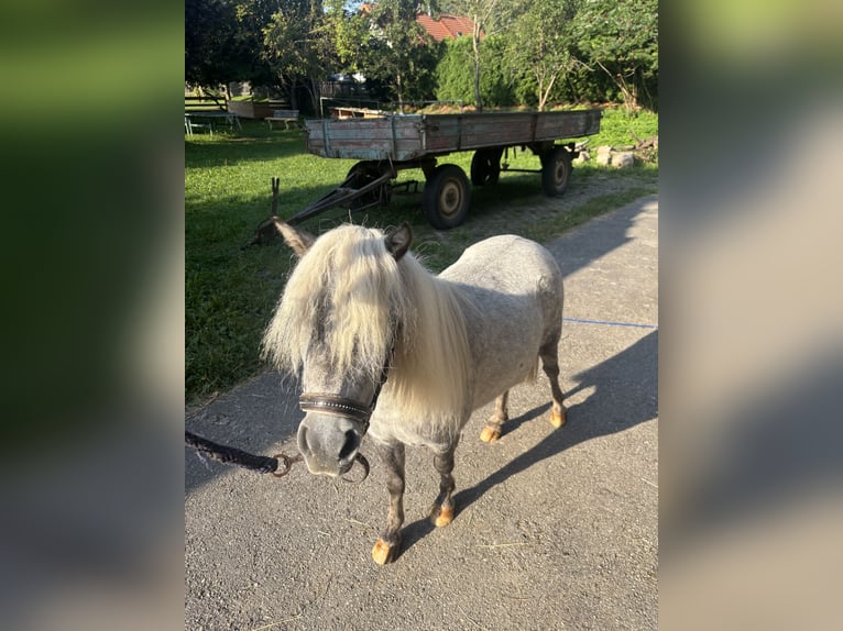 Appaloosa Stute 3 Jahre 76 cm Apfelschimmel in Pei&#xDF;enberg