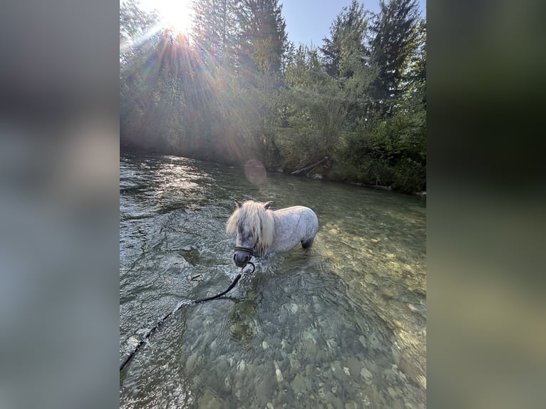Appaloosa Stute 3 Jahre 76 cm Apfelschimmel in Pei&#xDF;enberg