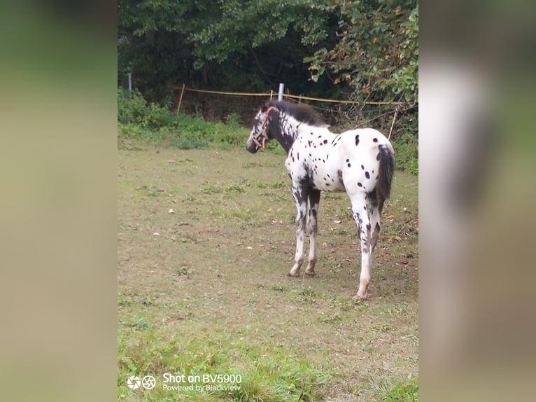 Appaloosa Stute 3 Jahre Rappe in Ransweiler