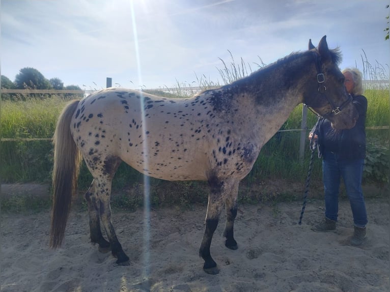 Appaloosa Mix Stute 4 Jahre 143 cm Tigerschecke in Georgsmarienhütte