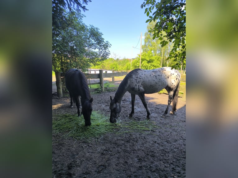 Appaloosa Mix Stute 4 Jahre 143 cm Tigerschecke in Georgsmarienhütte