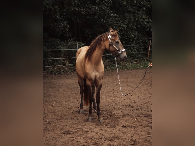 Appaloosa Stute 4 Jahre 145 cm Buckskin in Rechenberg-Bienenmühle