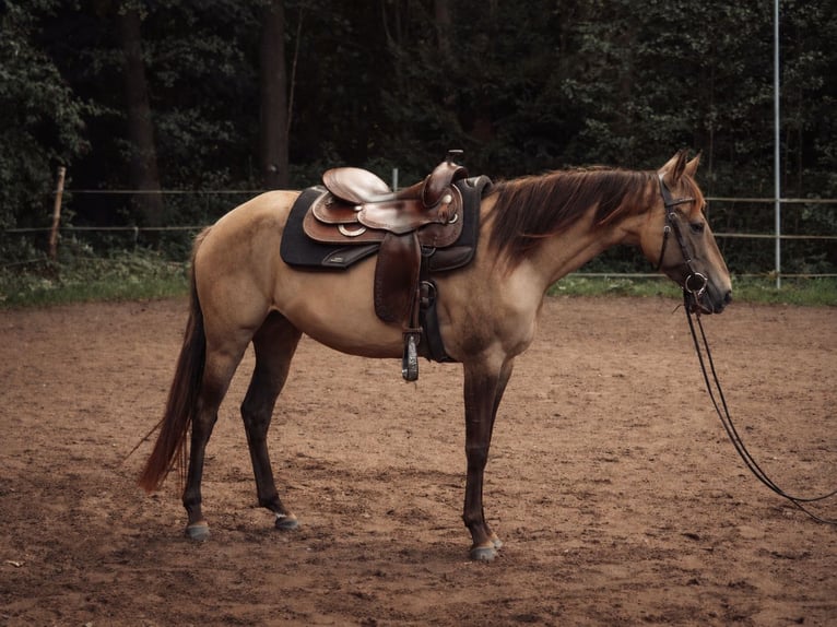 Appaloosa Stute 4 Jahre 145 cm Buckskin in Rechenberg-Bienenmühle