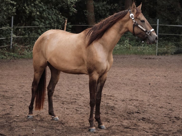 Appaloosa Stute 4 Jahre 145 cm Buckskin in Rechenberg-Bienenmühle