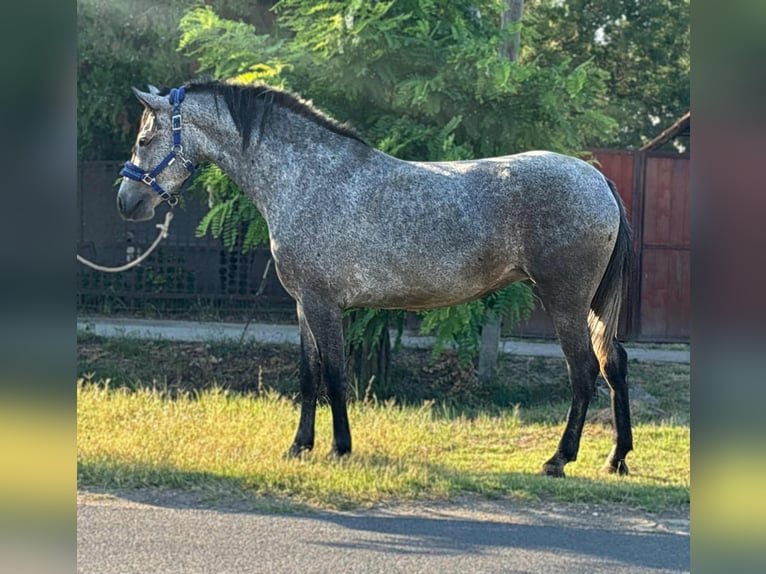 Appaloosa Stute 4 Jahre 145 cm Roan-Blue in B&#xE9;k&#xE9;s