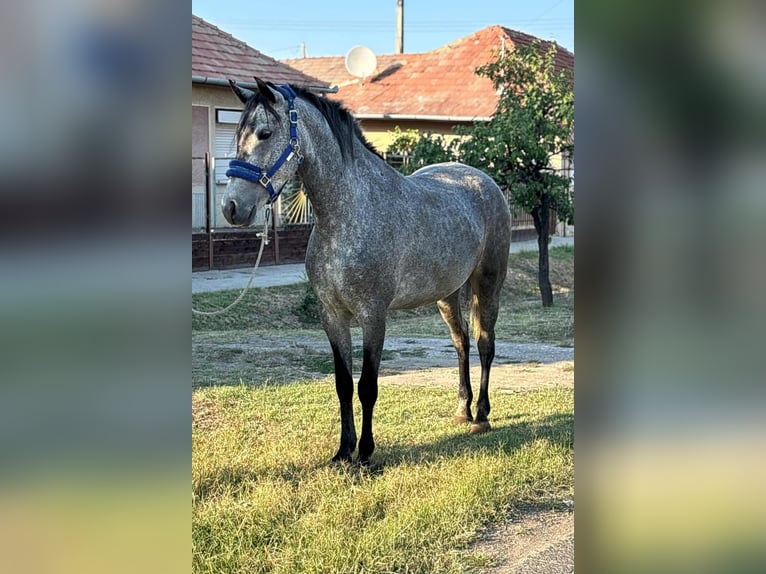 Appaloosa Stute 4 Jahre 145 cm Roan-Blue in B&#xE9;k&#xE9;s