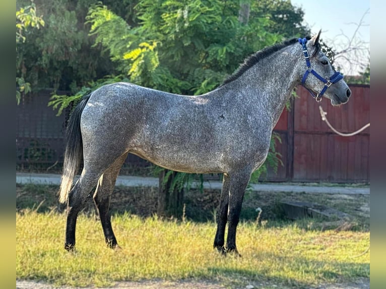 Appaloosa Stute 4 Jahre 145 cm Roan-Blue in B&#xE9;k&#xE9;s
