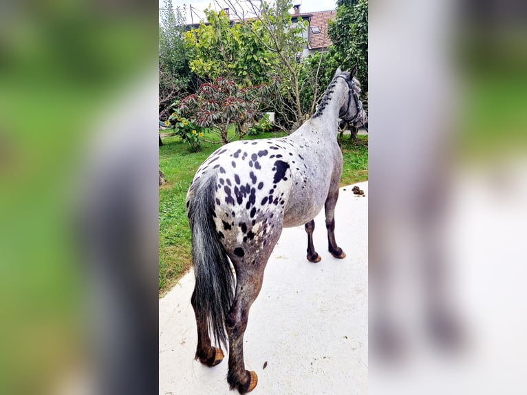 Appaloosa Stute 4 Jahre 146 cm Tigerschecke in Gummern