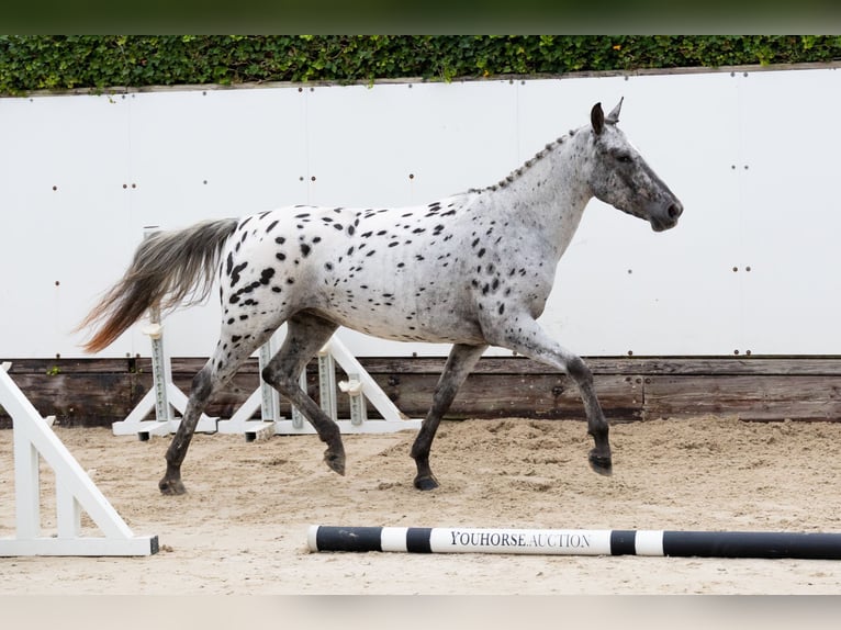 Appaloosa Stute 4 Jahre 146 cm Tigerschecke in Waddinxveen