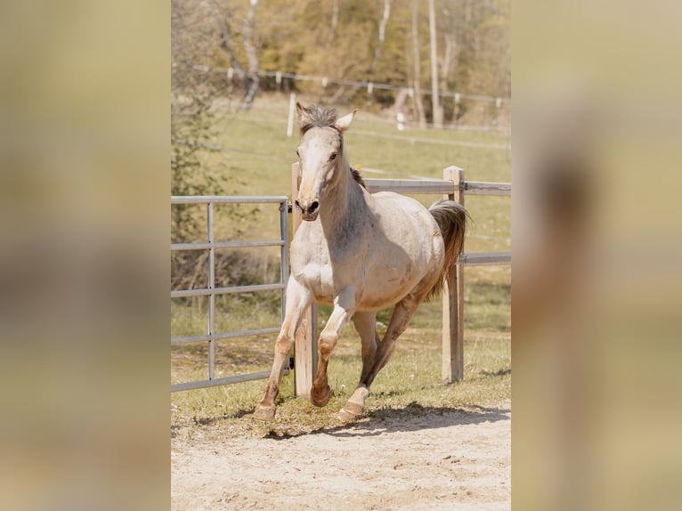 Appaloosa Mix Stute 4 Jahre 148 cm Buckskin in Holzappel