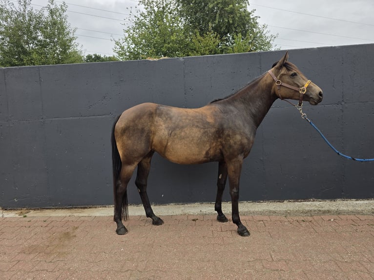 Appaloosa Stute 4 Jahre 148 cm Buckskin in Kevelaer