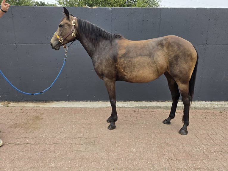 Appaloosa Stute 4 Jahre 148 cm Buckskin in Kevelaer