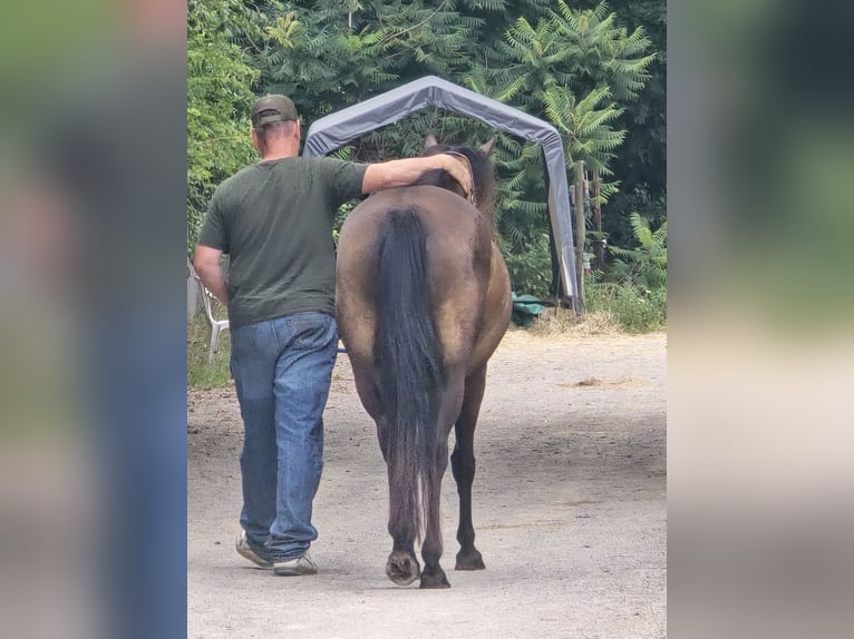 Appaloosa Stute 4 Jahre 148 cm Buckskin in Kevelaer