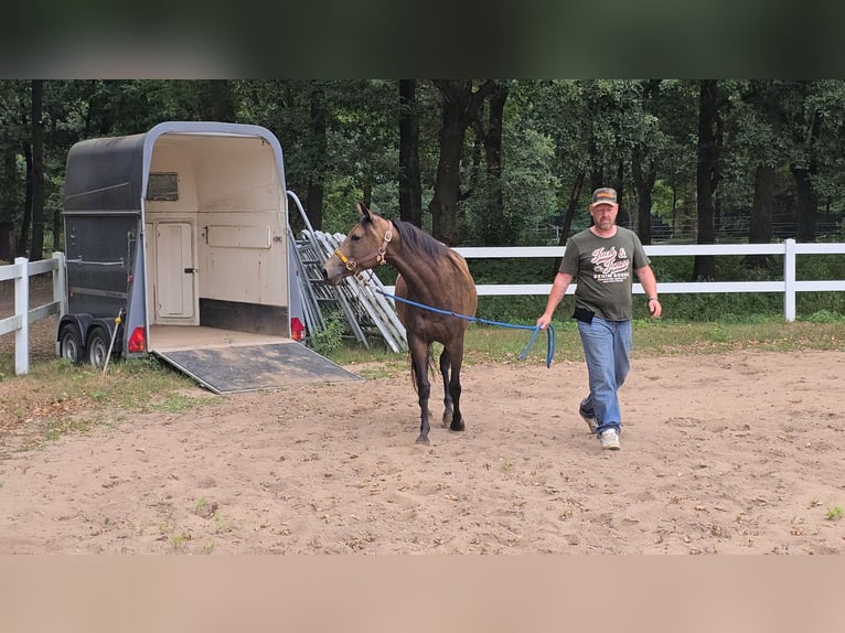 Appaloosa Stute 4 Jahre 148 cm Buckskin in Kevelaer