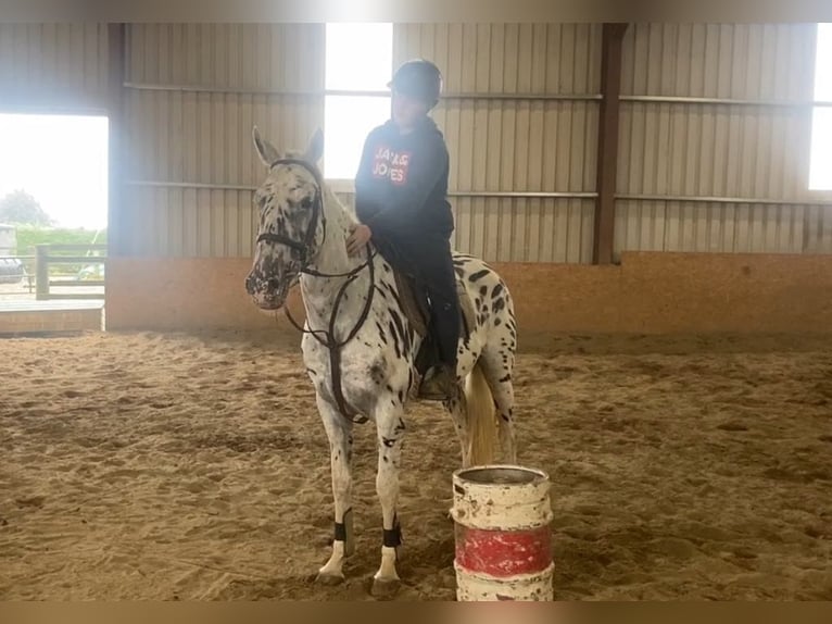 Appaloosa Stute 4 Jahre 148 cm Tigerschecke in Sligo