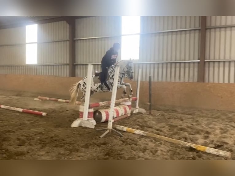 Appaloosa Stute 4 Jahre 148 cm Tigerschecke in Sligo