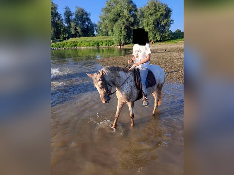 Appaloosa Stute 4 Jahre 150 cm in Bogen
