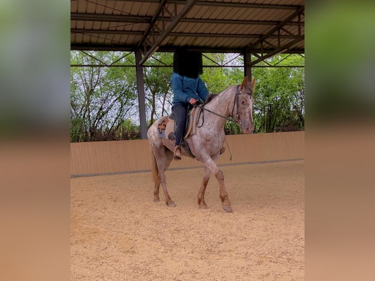 Appaloosa Stute 4 Jahre 150 cm in Bogen