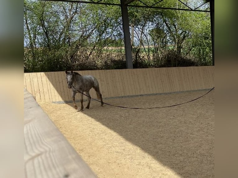 Appaloosa Stute 4 Jahre 150 cm in Bogen