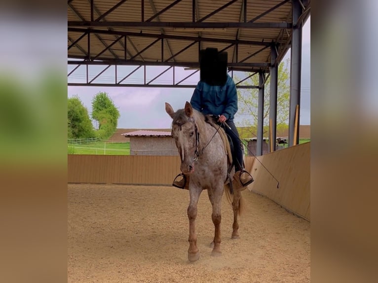 Appaloosa Stute 4 Jahre 150 cm in Bogen