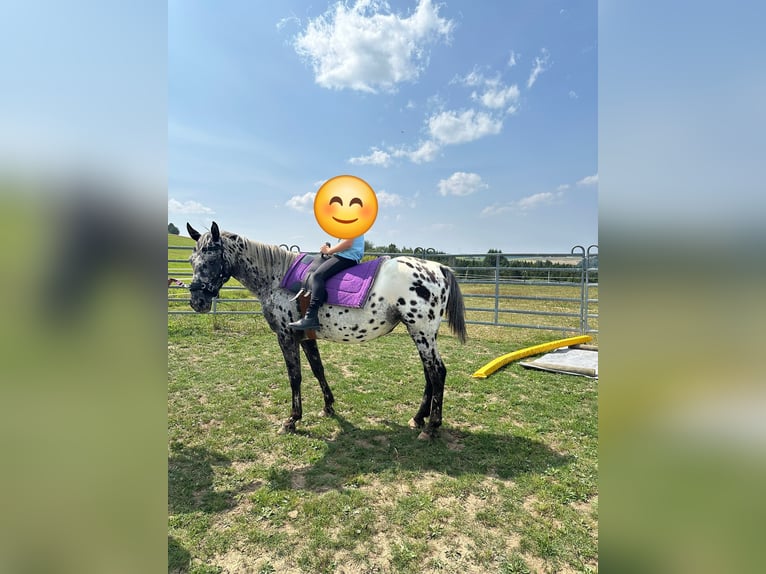 Appaloosa Stute 4 Jahre 150 cm Tigerschecke in Kotternborn