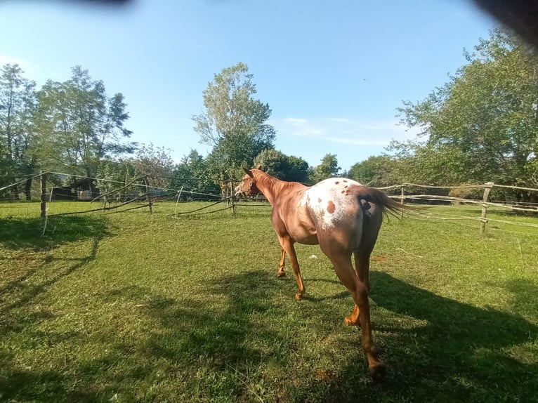 Appaloosa Stute 4 Jahre 153 cm Dunkelfuchs in Komen